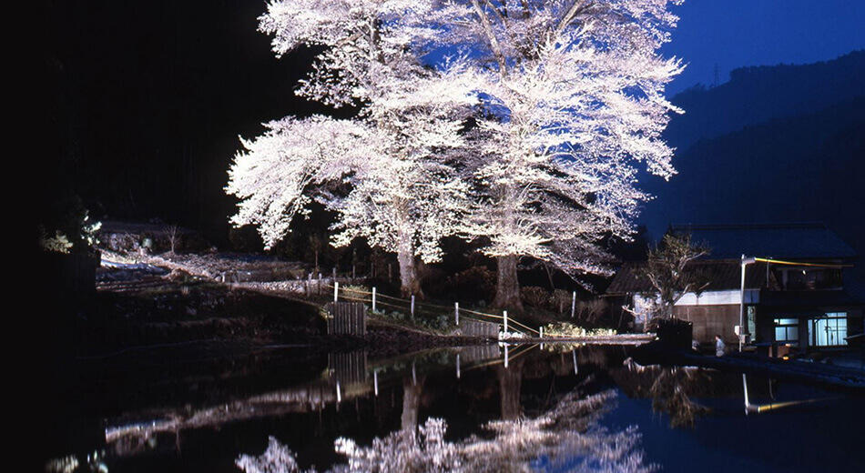 画像:苗代桜めぐり
